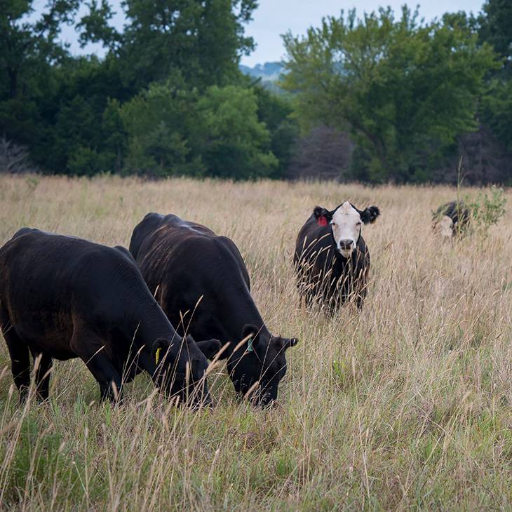 Cattle on forage photo.