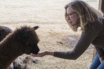 Lincoln County’s Robinson family shows alpacas may offer Oklahoma ranchers new opportunities
