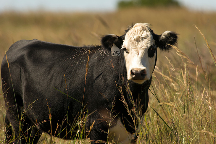 The skinny on cow weight maintenance and forage intake, courtesy of OSU animal scientists