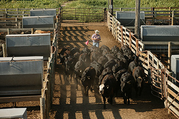 First decrease in cattle feedlot inventories in 33 months