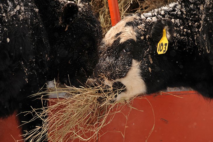 Photo of cows eating hay.
