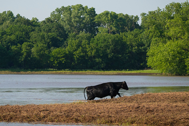 Black cow near flooded plain
