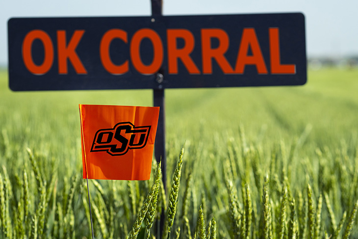OK Corral sign in field of wheat.