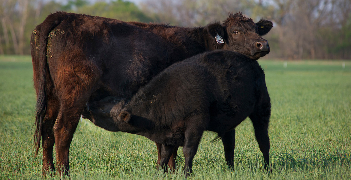 Photo of Angus cow nursing an older calf.
