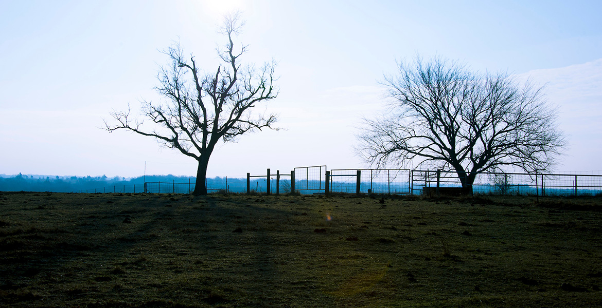 Photo of cross timbers region with old-growth trees amidst a ranch.