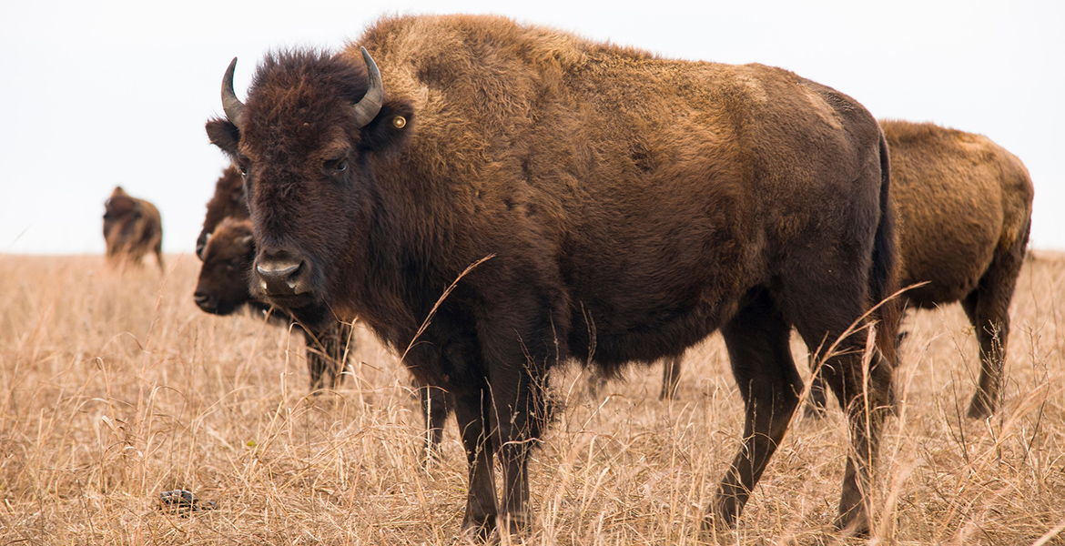 Photo of an American bison on Oklahoma's Tallgrass Prairie Preserve.