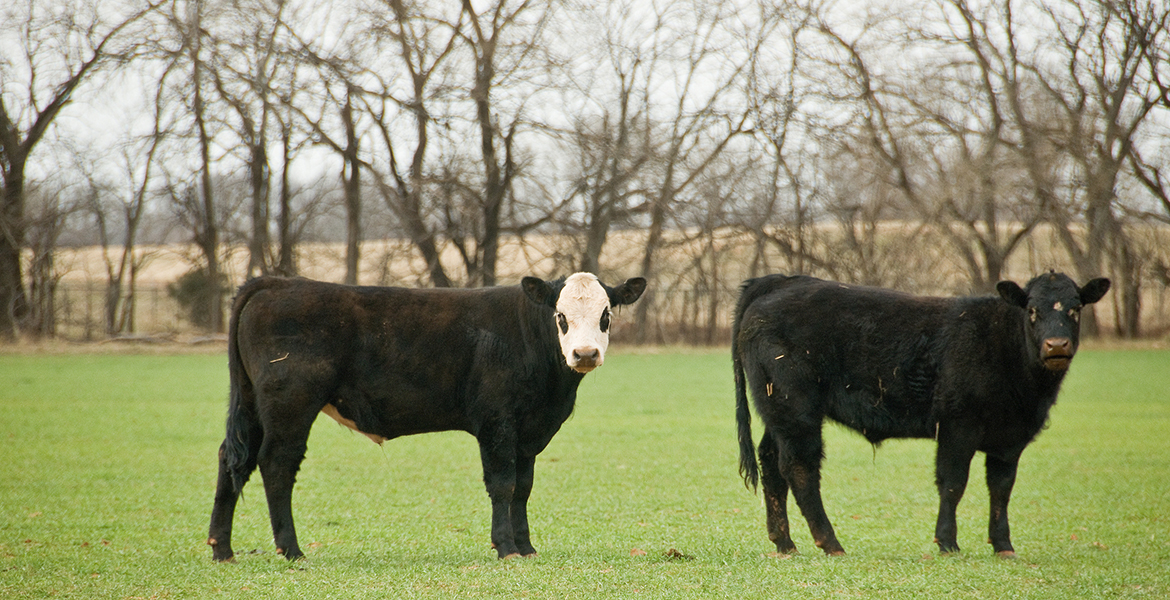 Photo of cattle on wheat amid fall weather.