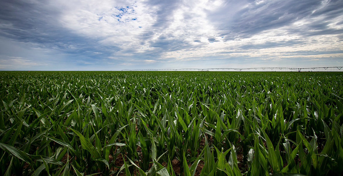 Scenic photo of Oklahoma corn field.