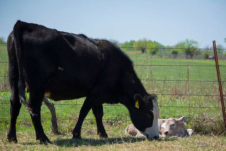 Photo of black baldy cow nosing her newborn calf on the ground.
