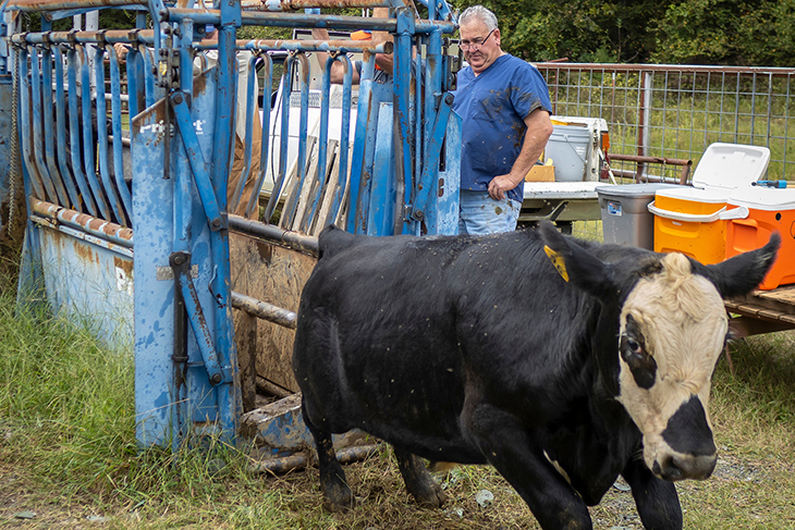 Photo of veterinarian Dr. Eric Wynn and a yearling calf leaving a chute after being vaccinated.