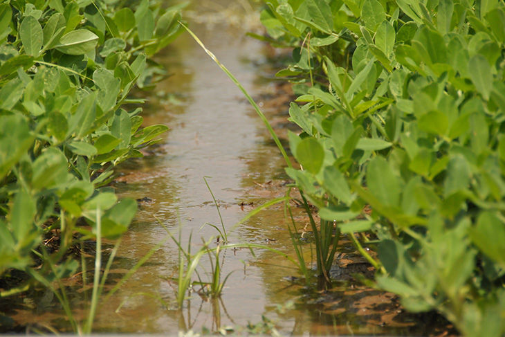 Photo of standing water from flood irrigation in between rows of planted peanuts.