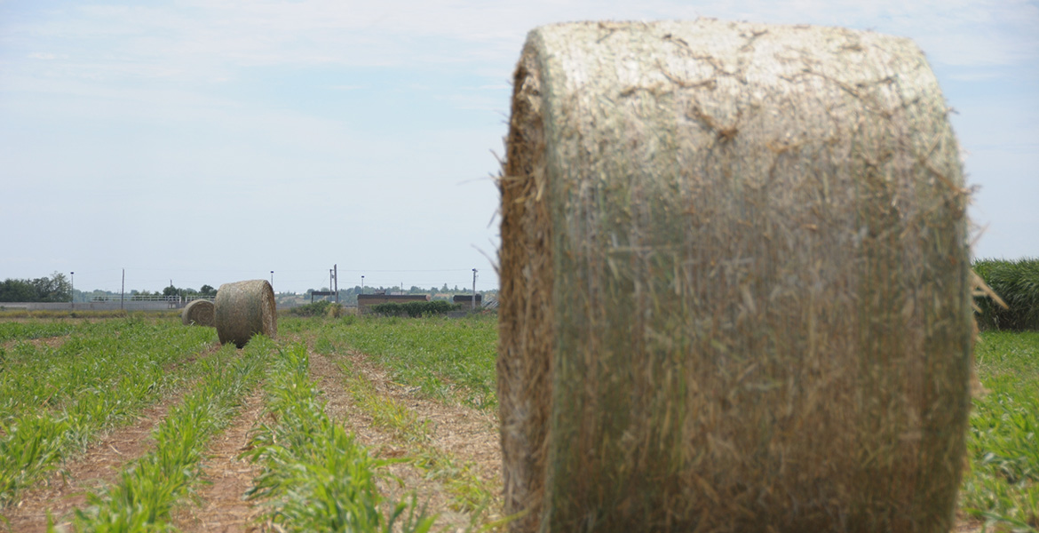 Photo of a round bale of forage sorghum hay.