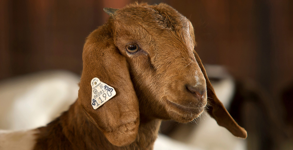 Close-up photo of a mama goat.