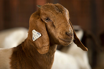 Verify first before taking sheep or goats to sale sites