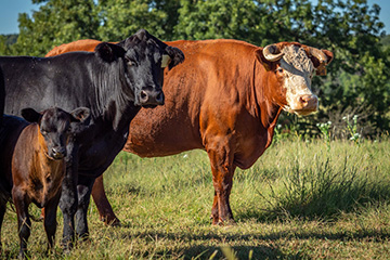 Producers should follow recommended veterinary practices for dehorning cattle