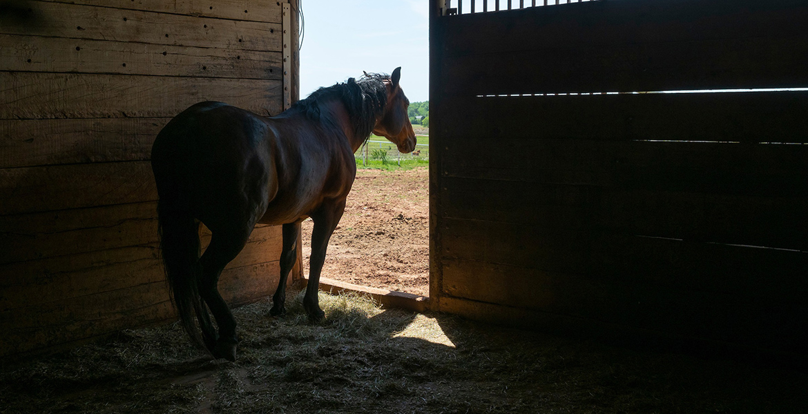Photo of a lone horse in a barn looking outside.