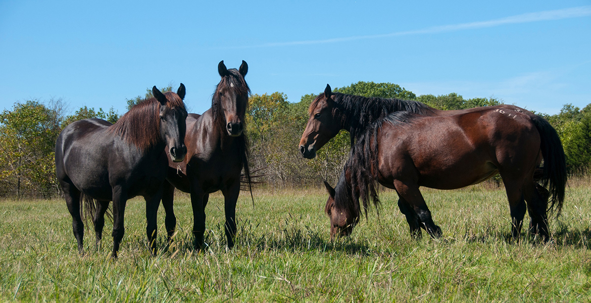 Photo of four horses in a pasture.