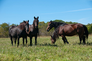 Cool equine managers help horses avoid heat stress