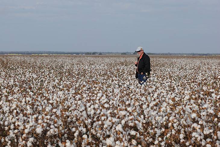 Photo of researcher in a cotton field.