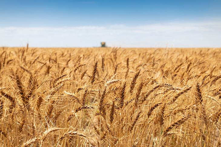 Photo of golden wheat against a blue sky.