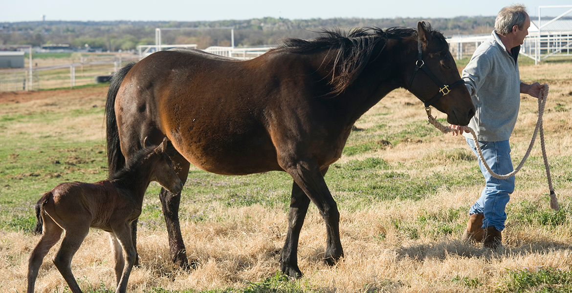 Photo of a cute foal in a pasture following a mare being led by a man.