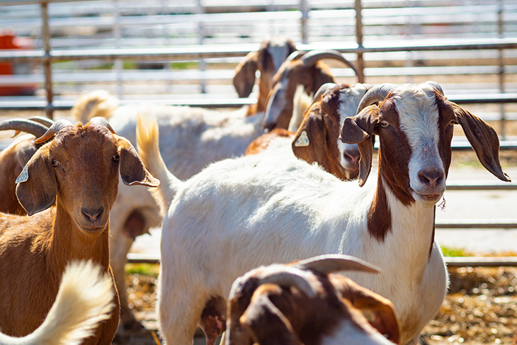 Photo of meat goats.