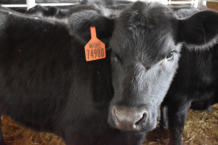 Photo of preconditioned calf with orange OQBN tag.