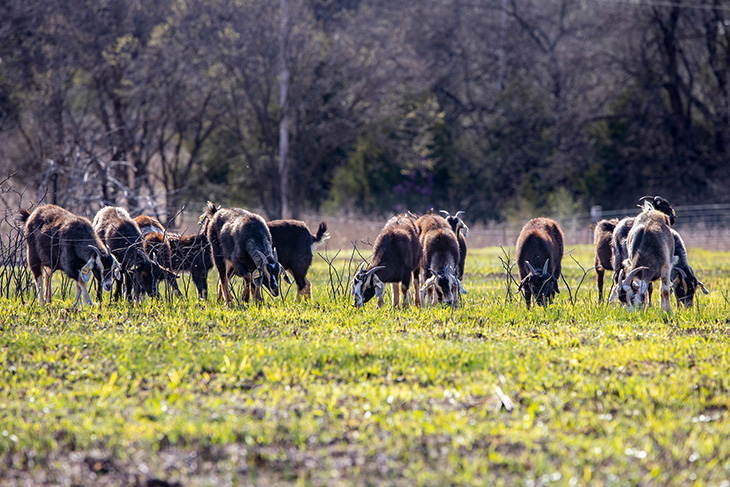 Photo of goats grazing in a native range pasture.
