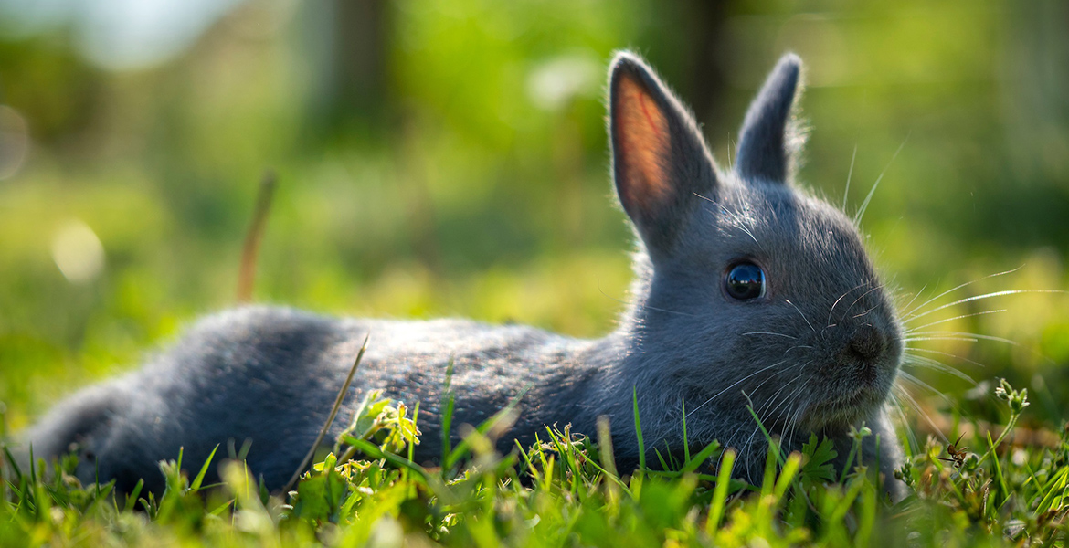 Photo of a cute bunny in the grass.
