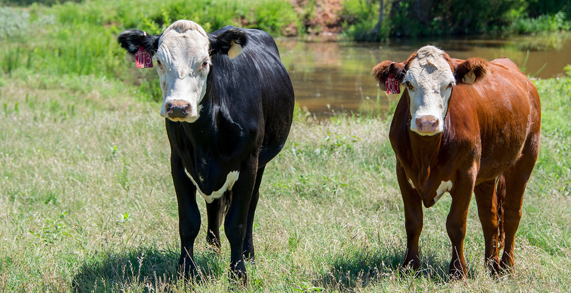 Photo of two replacement heifers looking at camera.