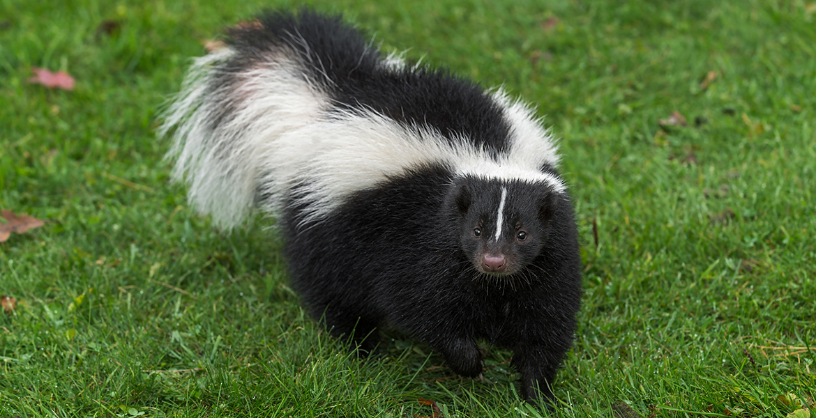 Photo of a skunk.