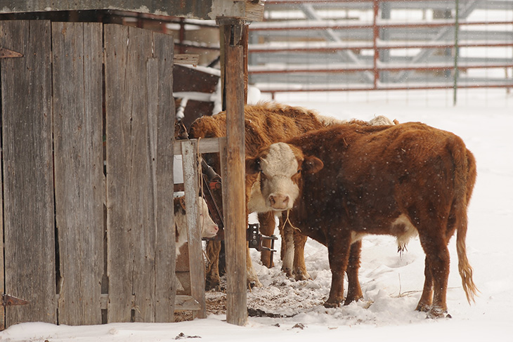 Photo of Hereford cattle using a barn as a wind break in the snow.
