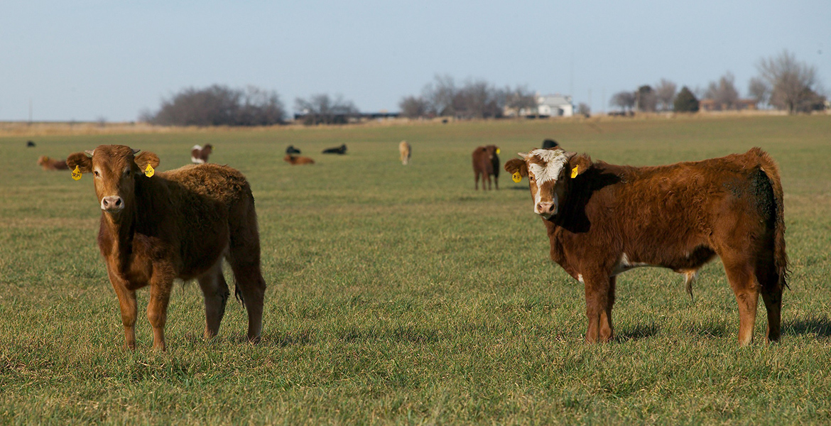 Photo of stocker cattle grazing a pasture.
