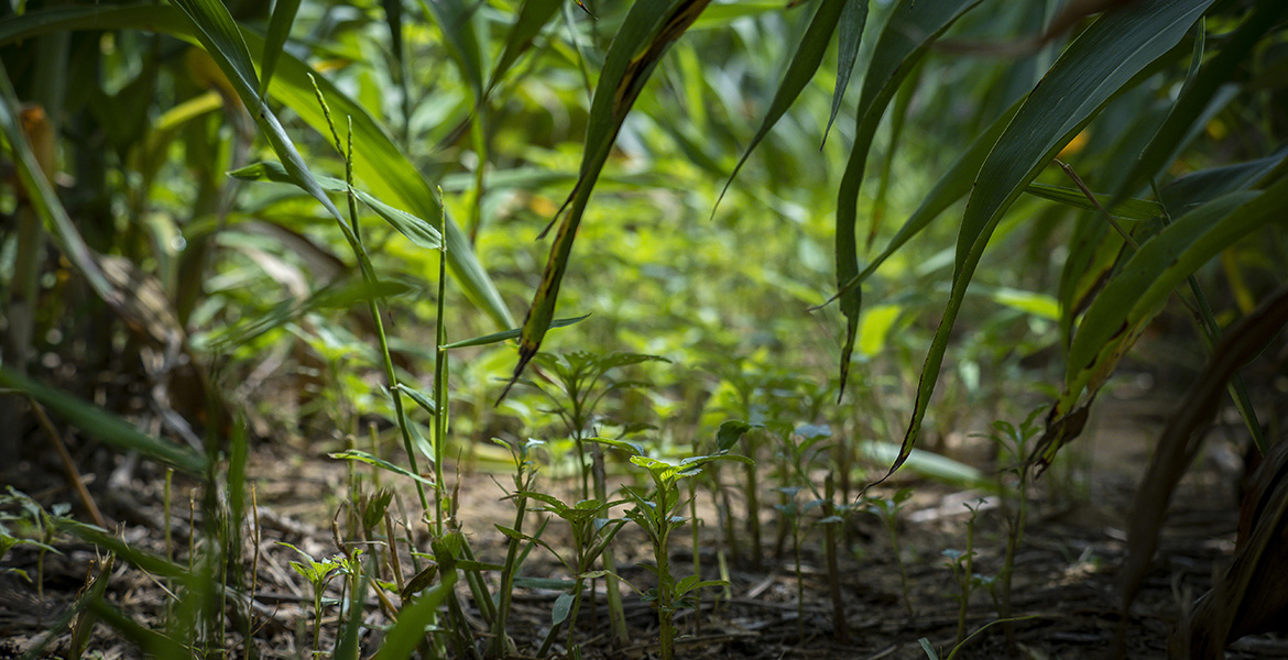 Ground-level photo of weeds growing beneath a canopy of sorghum.