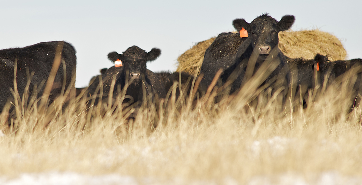 Watch out for cattle eating oak leaves and acorns News And