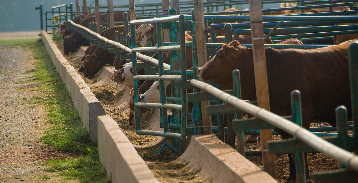Photo of cattle eating feed.