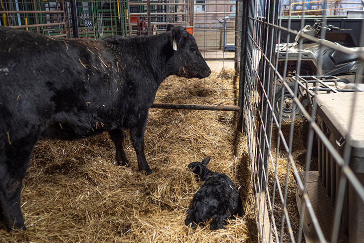 Photo of a black Angus cow looking over its newborn that is laying in the hay-strewn pen.