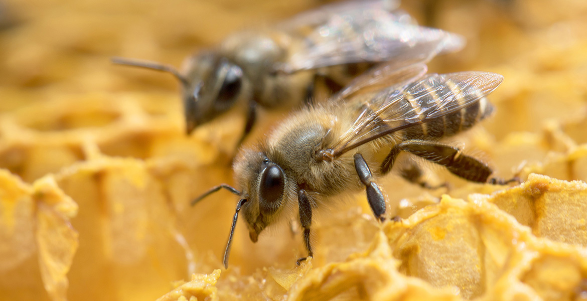 Photo of two honeybee workers in the hive.