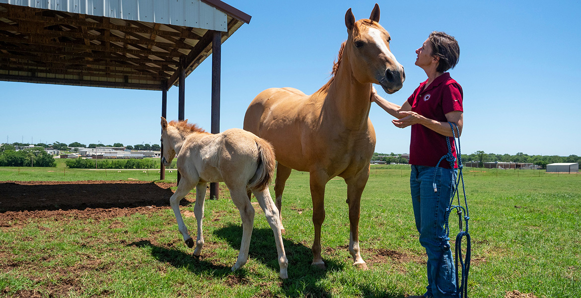 Photo of horse manager with mare and a young foal.