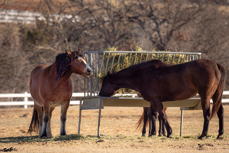 Photo of two horses eating hay out of a feeder in a pasture.