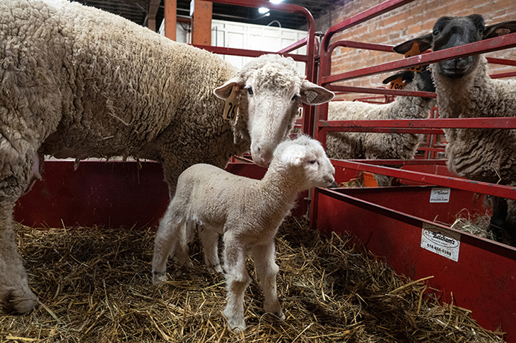 Photo of cute newborn lamb with its ewe in a pen.