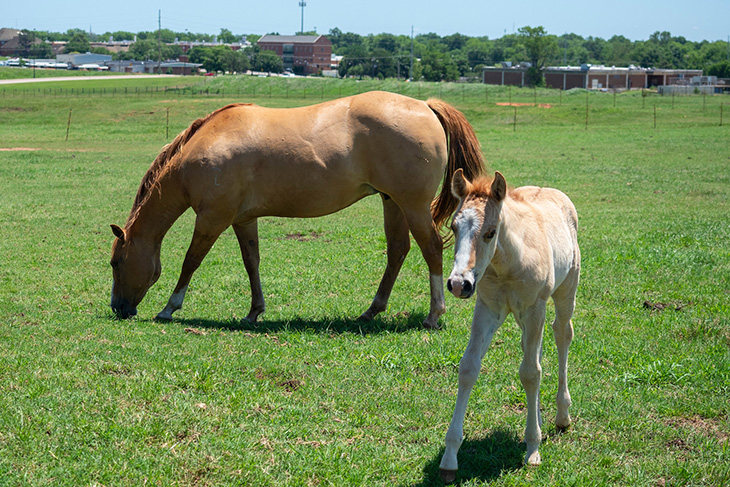 Photo of a mare with a newborn foal in a pasture.