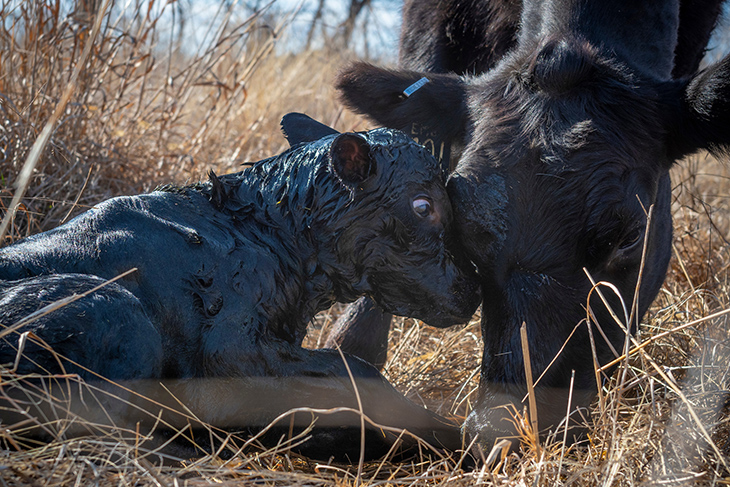 Photo of newborn calf being nuzzled by its mama cow.