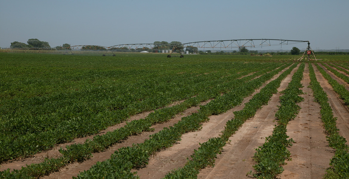 Photo of a field of peanuts being irrigated.