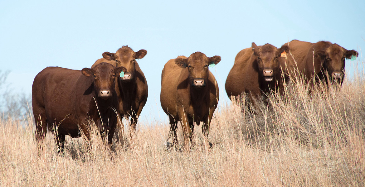 Photo of Red Angus cattle lined up in a pasture.