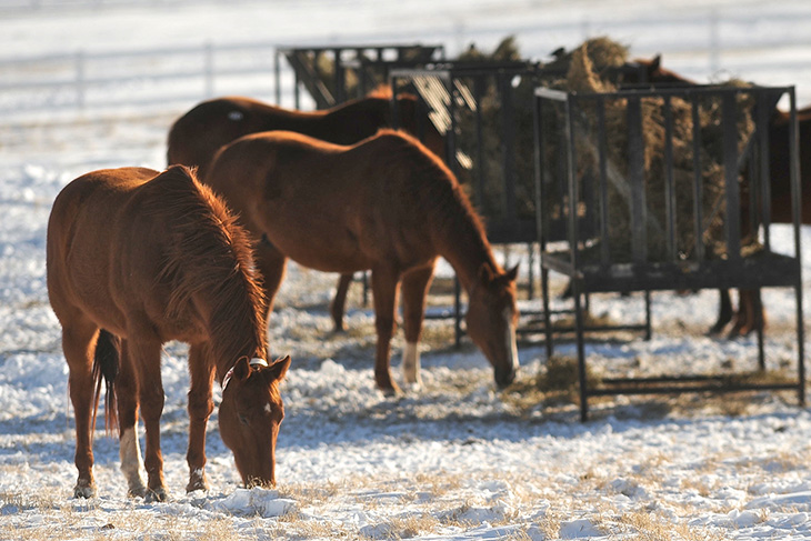 Photo of horses eating in a snowed-in pasture.
