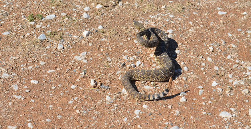 diamondback rattlesnake tail