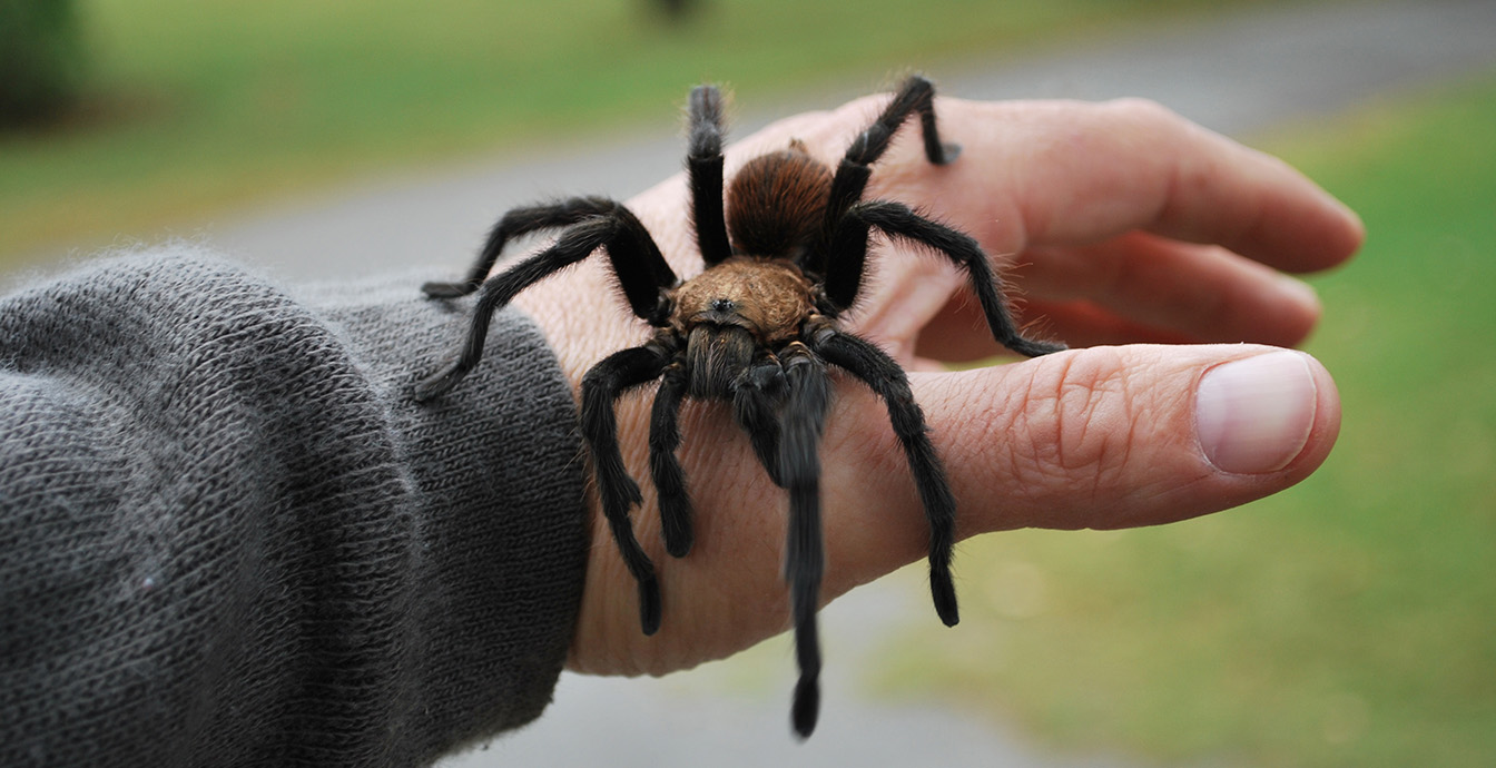 Spiders aren't that scary Oklahoma State University