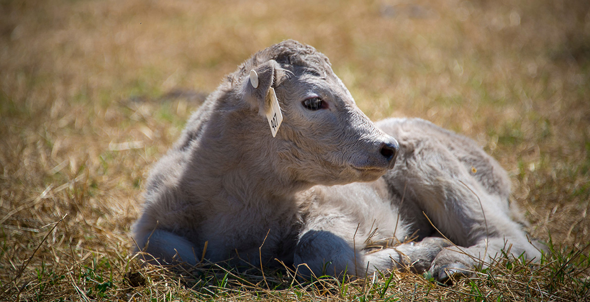 Photo of a pale-coated but very cute calf on the ground.