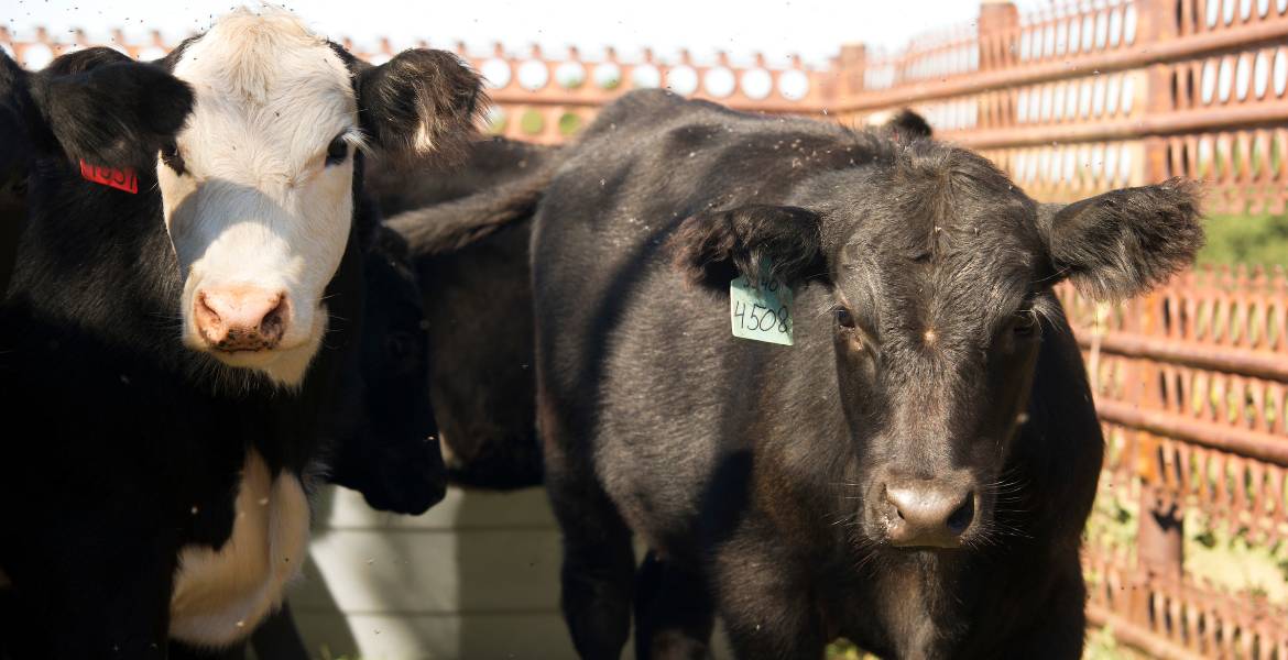 Photo of two heifers in pen.